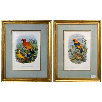 19Th Century Pair of Colored Lithographs Birds, Custom Framed, Signed and Dated