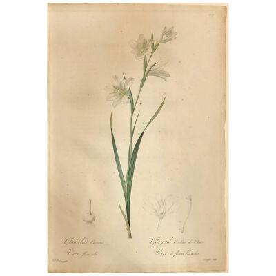 Gladiolus Carnelus Hand Painted Colored Engraving Signed P.J. Redoute