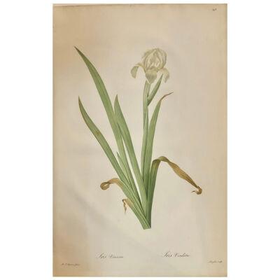 Iris Virescens, Lalics Hand Colored Engraving Signed P. J. Redoute