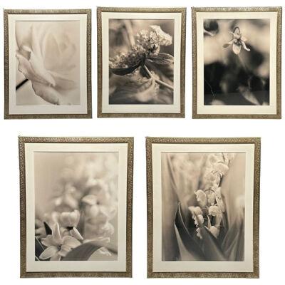 Modern, Large Black and White Photographs, Floral Still Life, Framed, 1990s