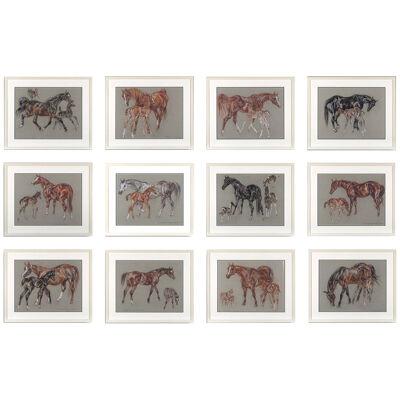 A Fabulous Set Of TWELVE Large Pastel & Pencil Studies Of Mares & Foals