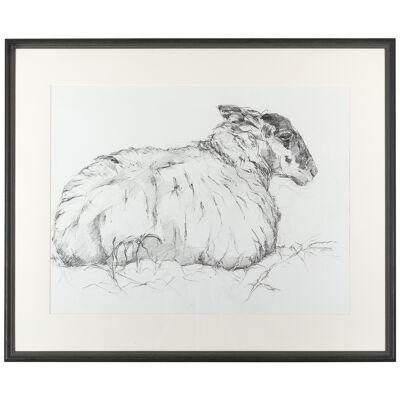 Tisbury Sheep 