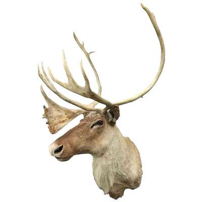 20th Century North American Caribou Mount