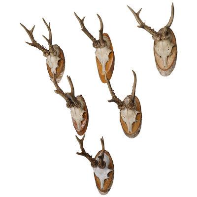 Six Large Vintage Deer Trophies on Wooden Plaques Germany ca. 1950s 