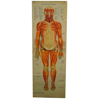Foldable Anatomical Wall Chart depicting Human Musculature 