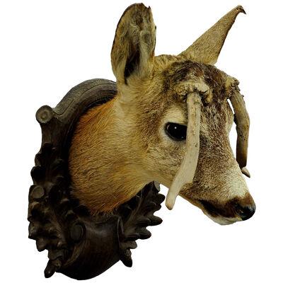 Antique Roe Deer Head Taxidermy with Abnormous Antlers