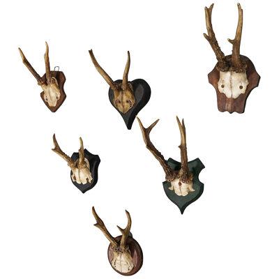 Six Antique Deer Trophies on Wooden Plaques Germany ca. 1910 