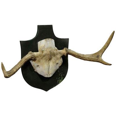 Particular Trophy of an Abnorme Moose from a Noble Estate ca. 1930s