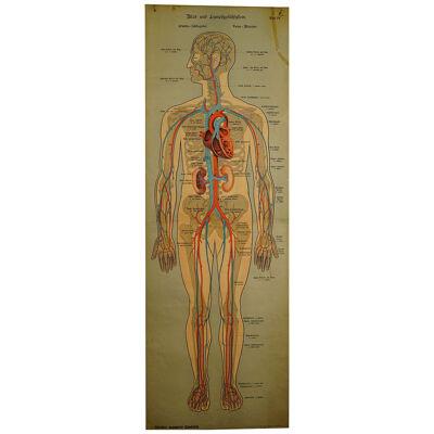 Anatomical Wall Chart Depicting the Human Lymphatic and Blood Vessels