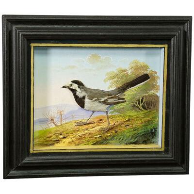 Victorian Taxidermy Diorama with White Wagtail ca. 1900