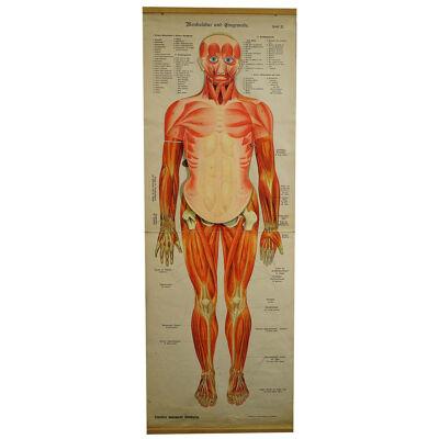 Antique Foldable Anatomical Wall Chart Depicting Human Musculature