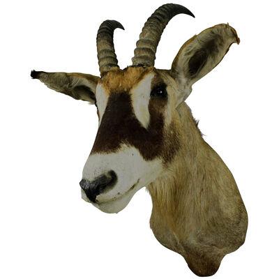 Stuffed African Sable Antelope Taxidermy 