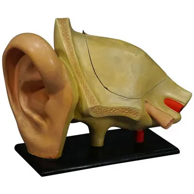 Antique Teaching Aid Modell of an Ear - Somso ca. 1900 