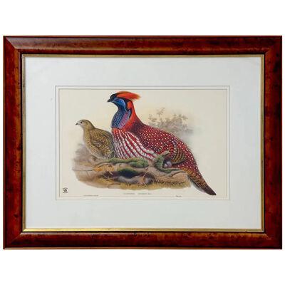 John Gould & Henry Constantine Richter Birds of Asia Temminck's Tragopan Print