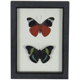 Framed Preserved Butterflies