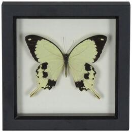 Framed Preserved Butterfly
