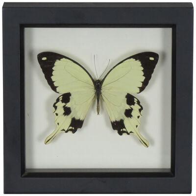 Framed Preserved Butterfly