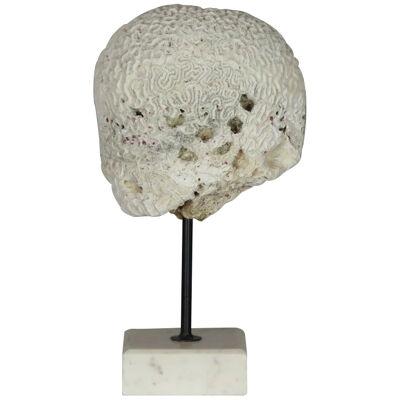 Coral Brain Sculpture on Marble Stand