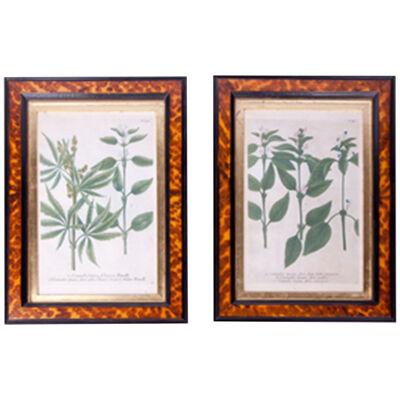 19th Century Pair of Botanical Prints