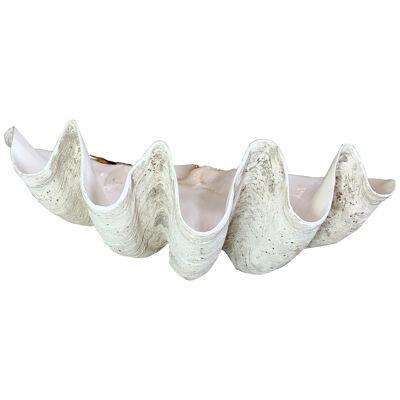 Exceptional Antique Giant Clam Shell