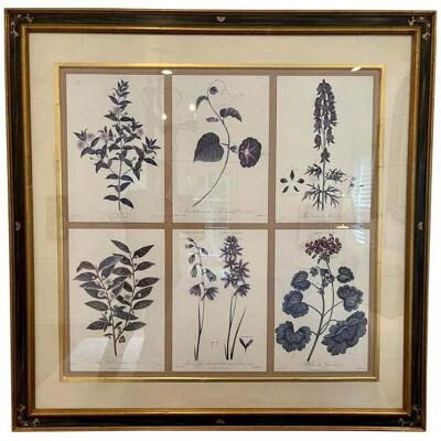 Set of 6 Guy Chaddock Home Botanical Prints in Black & Gold Chonoiserie Framee