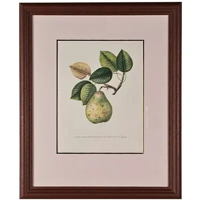 Botanical Study of Fruits and Nuts by Duhamel du Monceau, early 19th century