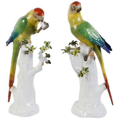 Pair late 19th Century Meissen porcelain Parrots.