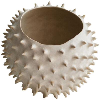 Large Spiked Shell