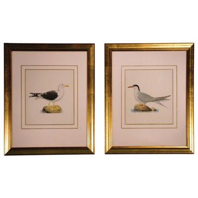 Pair of Late 19th Century Ornithological Prints by W. V. Wright