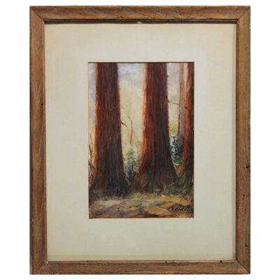 Mid Century Early Watercolor Painting of Redwood Forest in California
