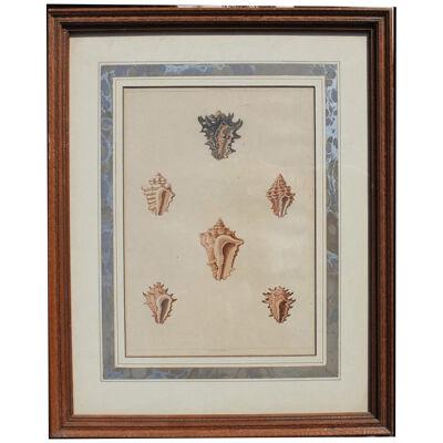 Early 19th Century Traditional Hand Painted Conch Shell Engravings