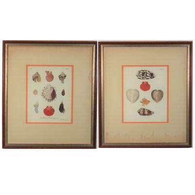 George Wolfgang Knorr Marine Shells and Conchs Engravings from Late 18th Century