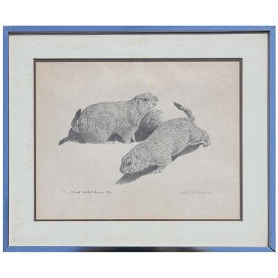 1960 Prairie Dog Animal Print by Charles Beckendorf, Framed