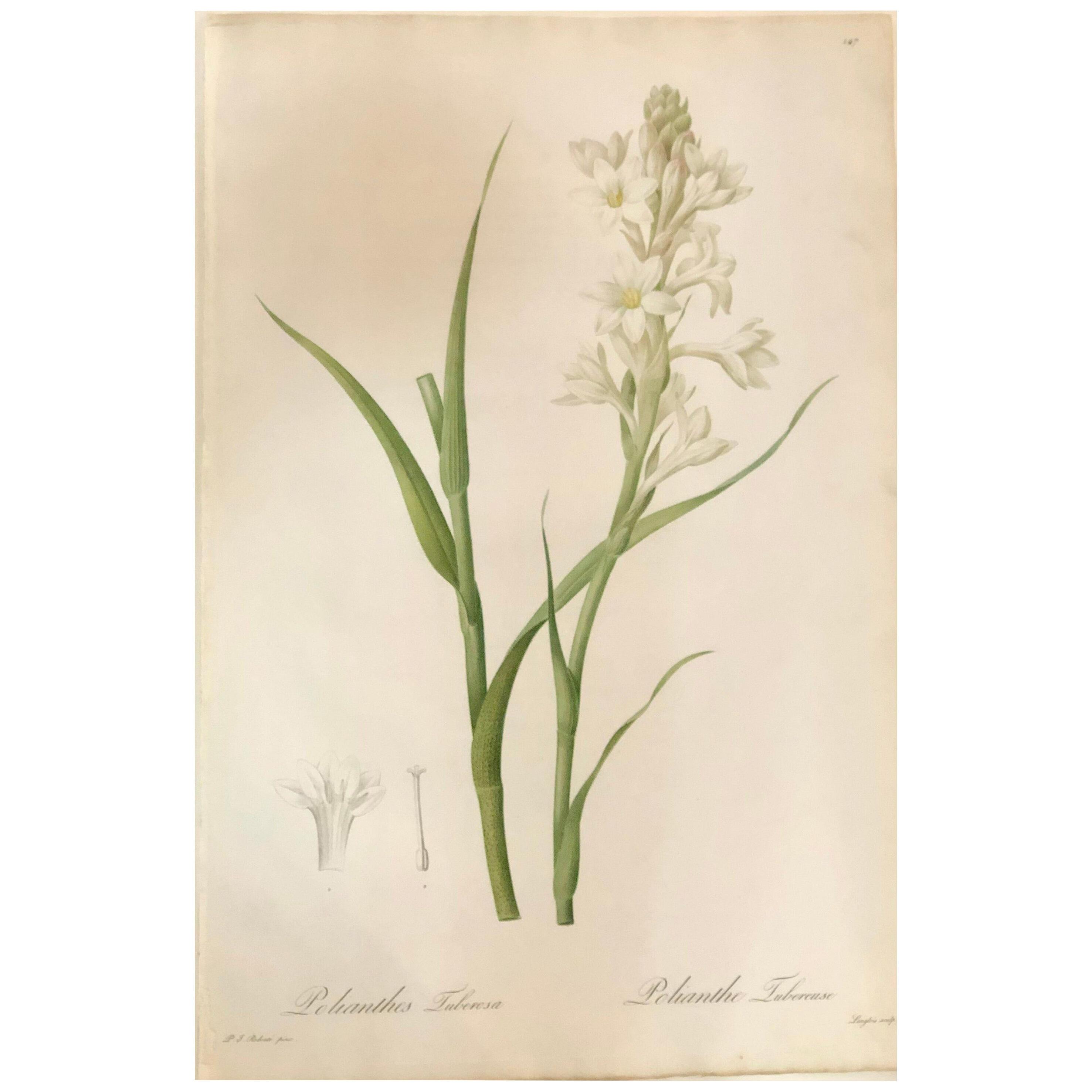 Polianthes Tuberosa Hand Colored Engraving Signed P.J. Redoute