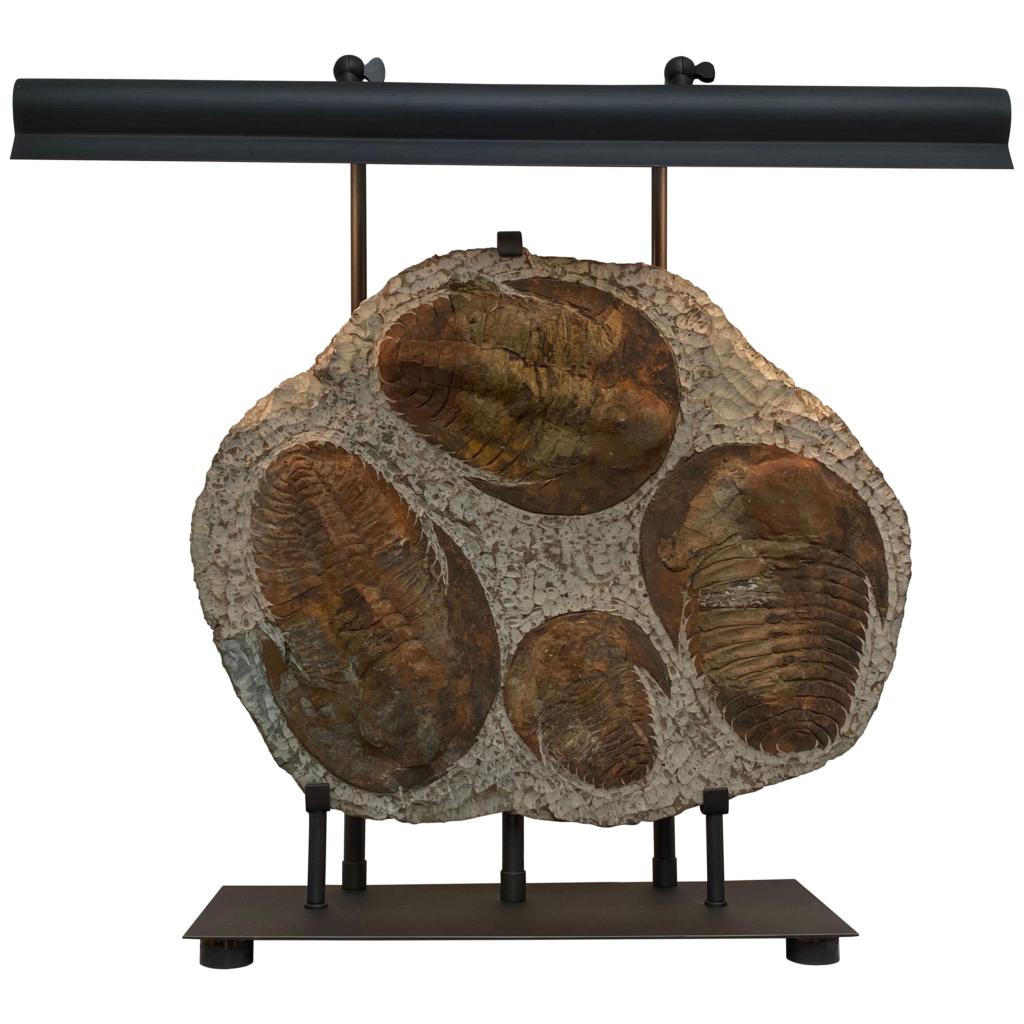Fossil Mounted as a Lamp