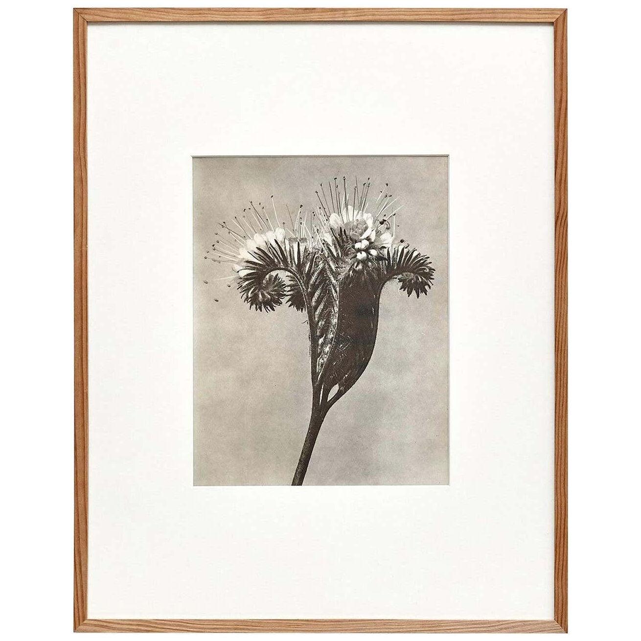 Karl Blossfeldt Black White Flower Photogravure Botanic Photography, 1942