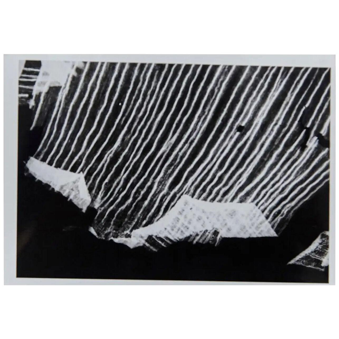 Enrico Garzaro, Flora Photogram Black and White Contemporary Photography