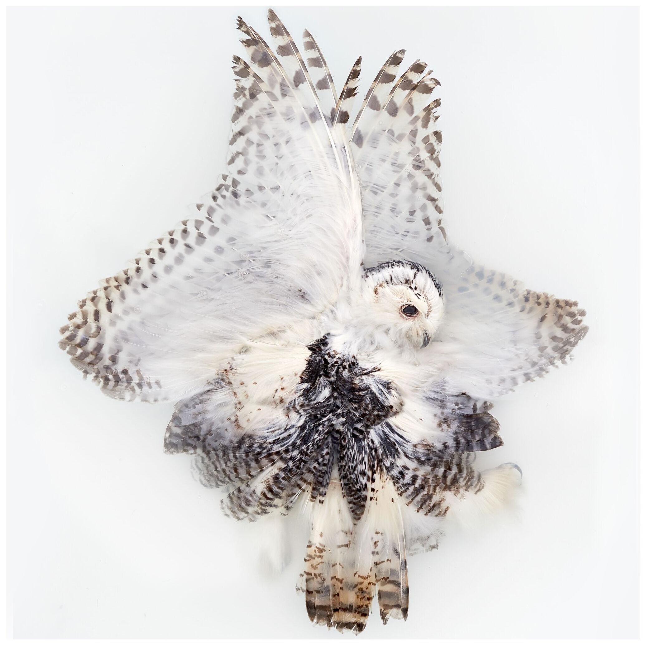 Art Print 'Unkown Pose by Snowy Owl' by Sinke & Van Tongeren 113x90 cm