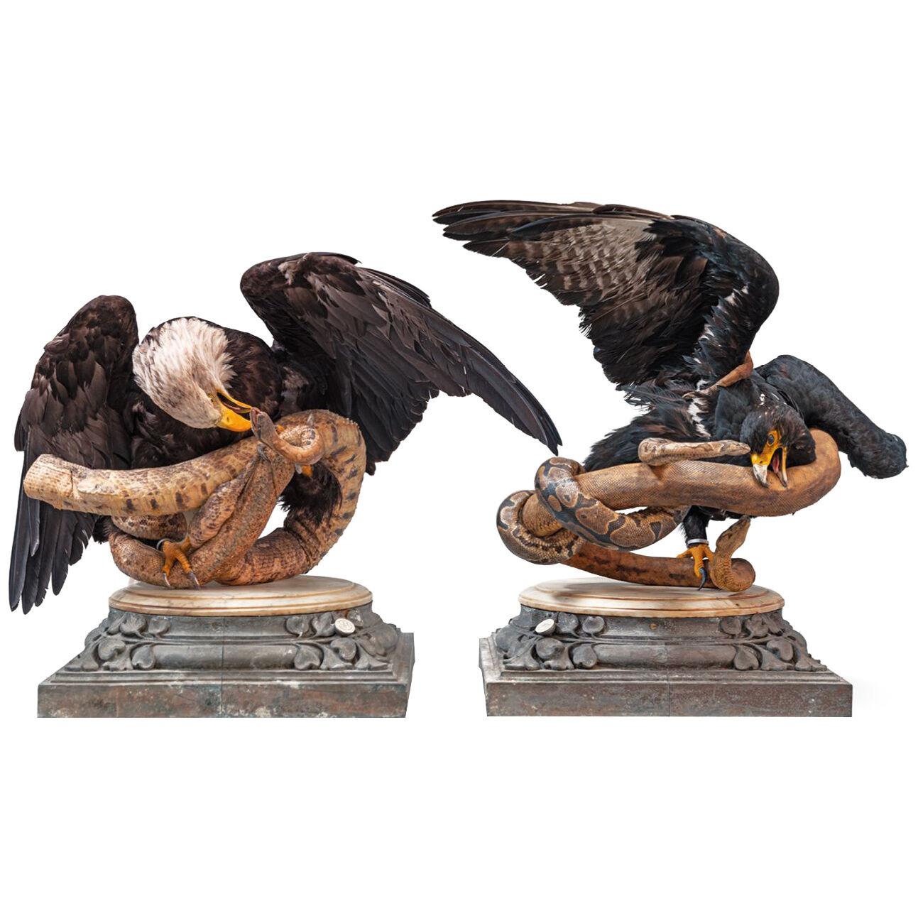 Fine Taxidermy Eagles and Snakes Duo by Sinke & van Tongeren