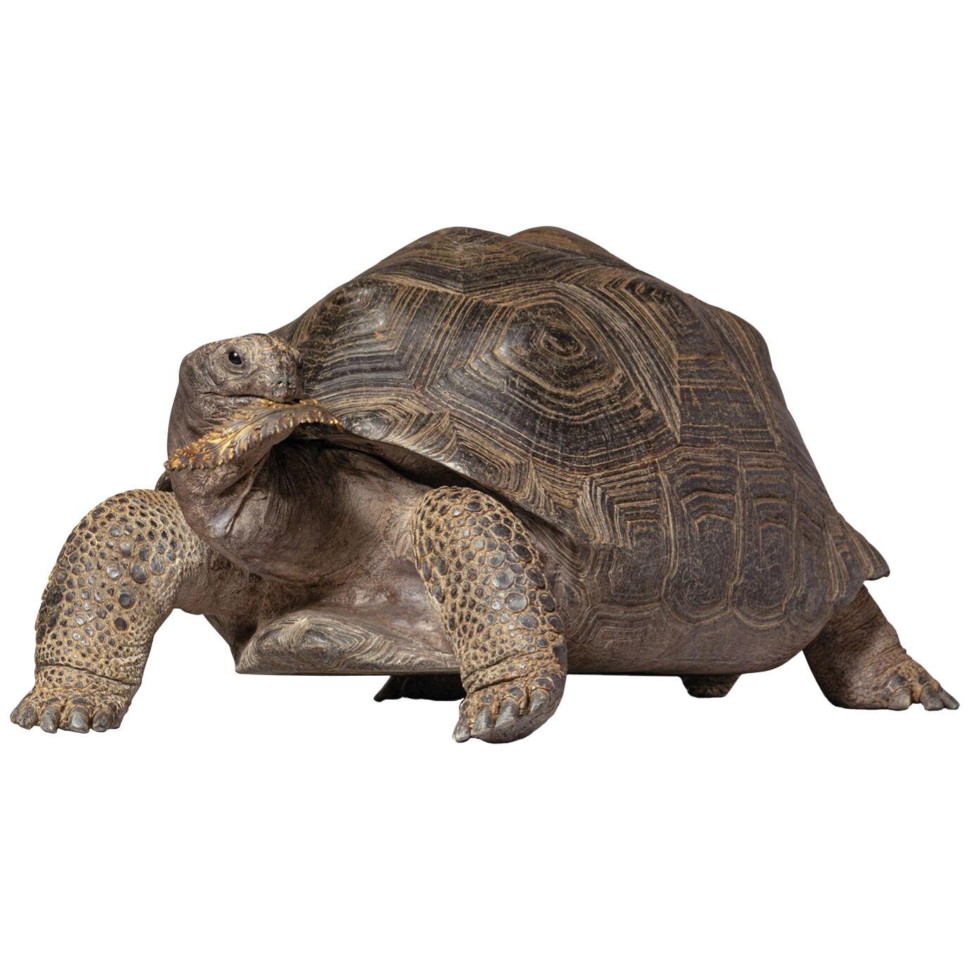 Fine Taxidermy Giant Aldabra Tortoise by Sinke & van Tongeren