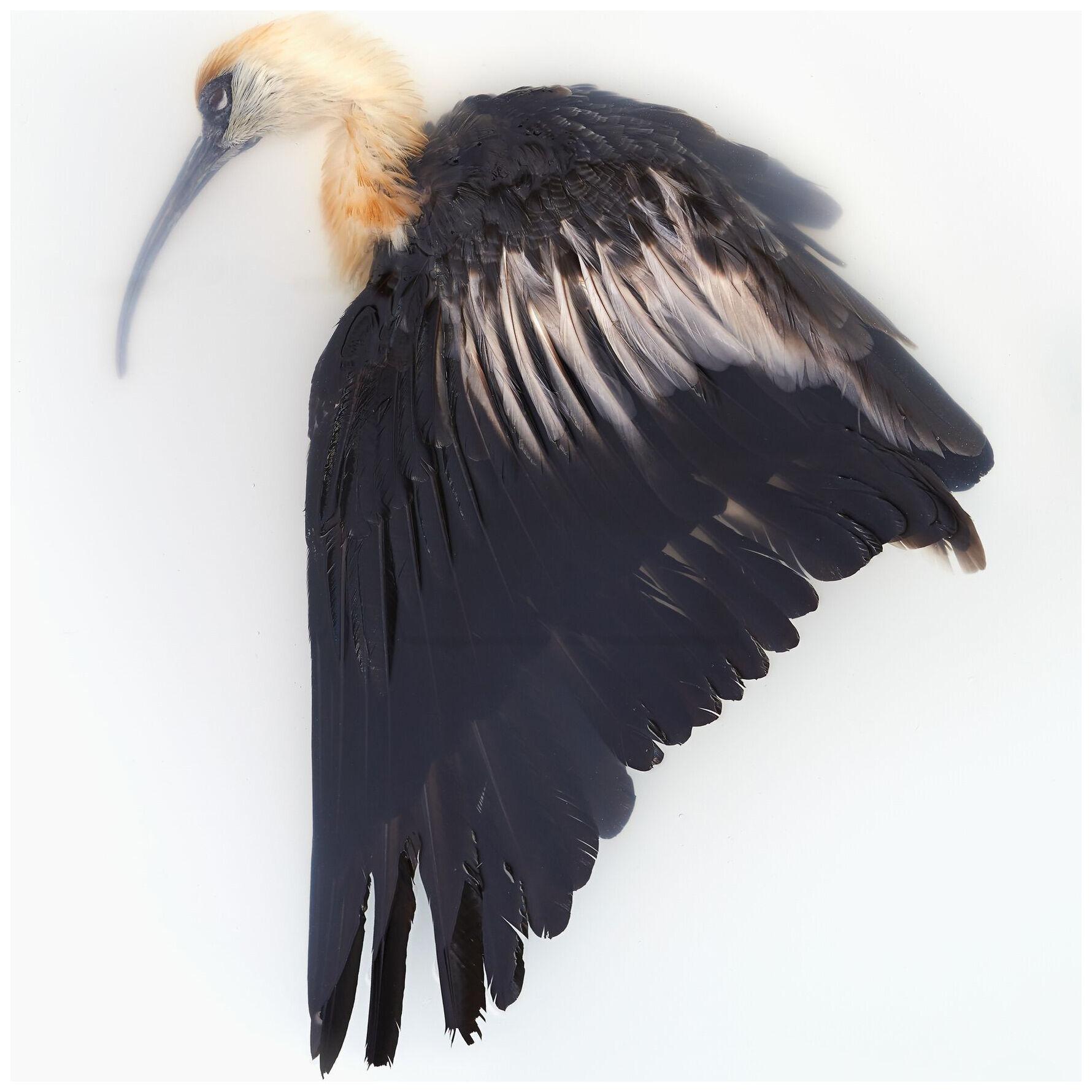 Art Print 'Unkown Pose by Black-Faced Ibis' by Sinke & Van Tongeren 113x90 cm