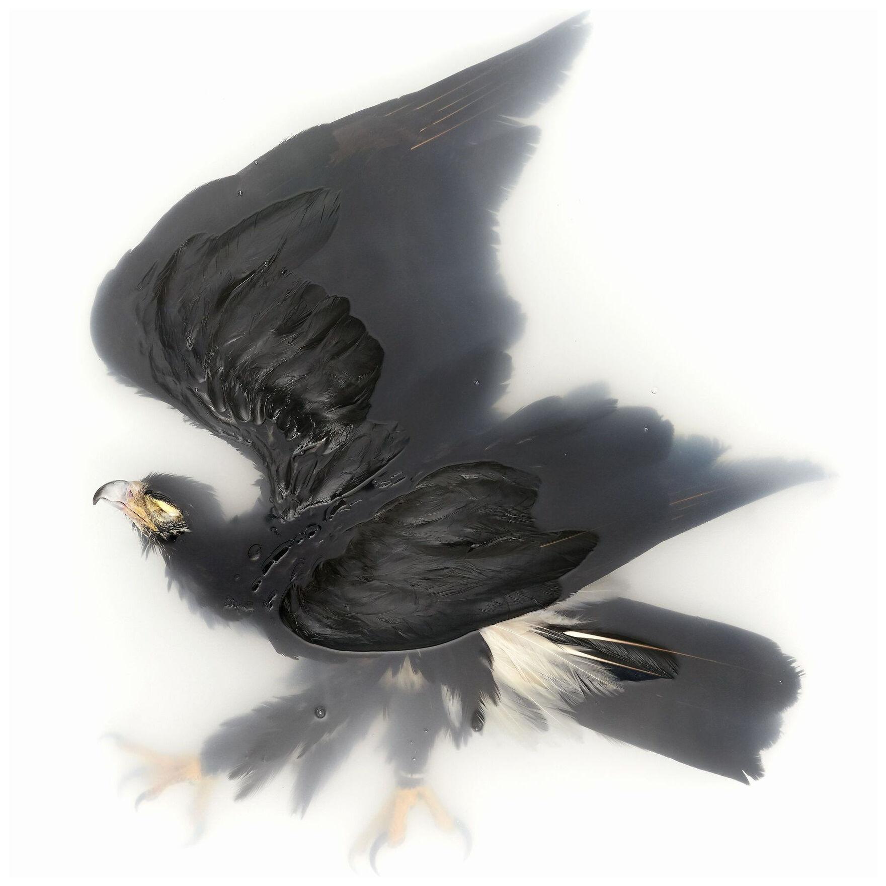 Art Print 'Unkown Pose by Blacy Eagle' by Sinke & Van Tongeren 40x40 cm