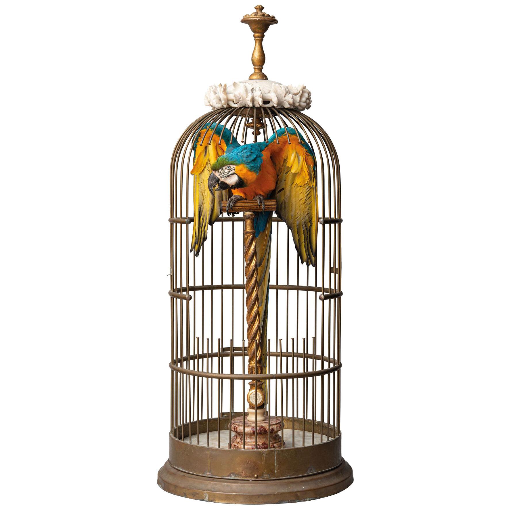 Fine Taxidermy Blue and Gold Macaw in Birdcage by Sinke & Van Tongeren