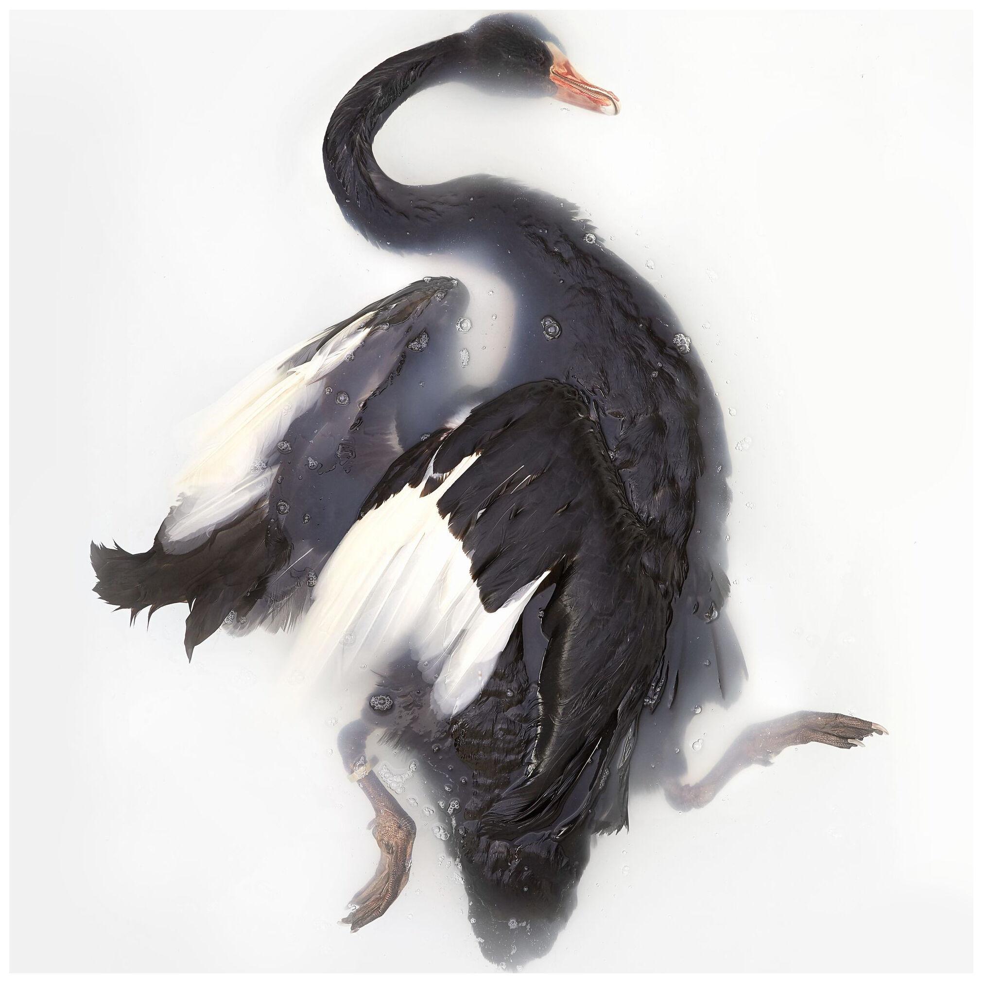 Art Print 'Unkown Pose by Black Swan' by Sinke & Van Tongeren 113x90 cm