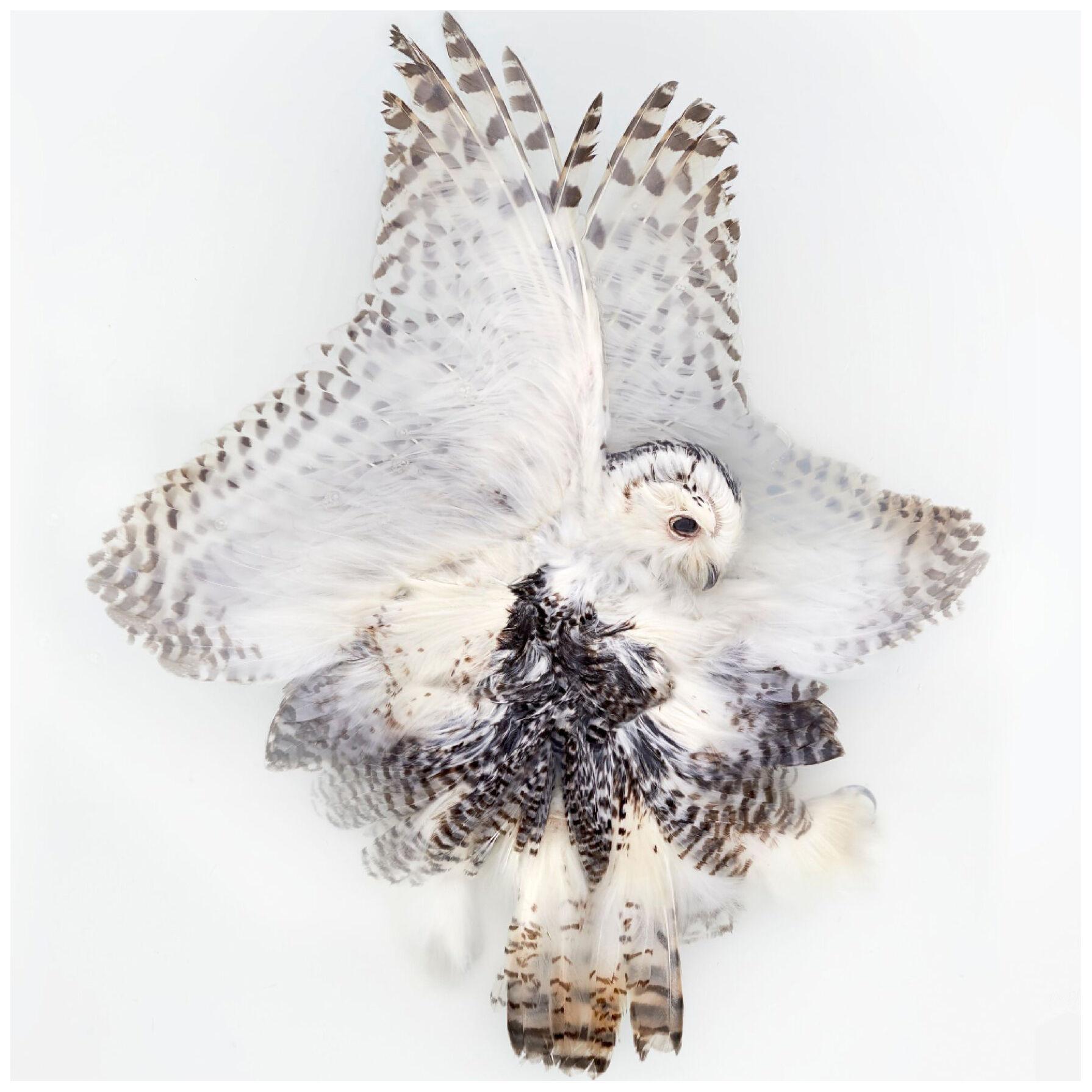 Art Print 'Unkown Pose by Snowy Owl' by Sinke & Van Tongeren 160x160 cm