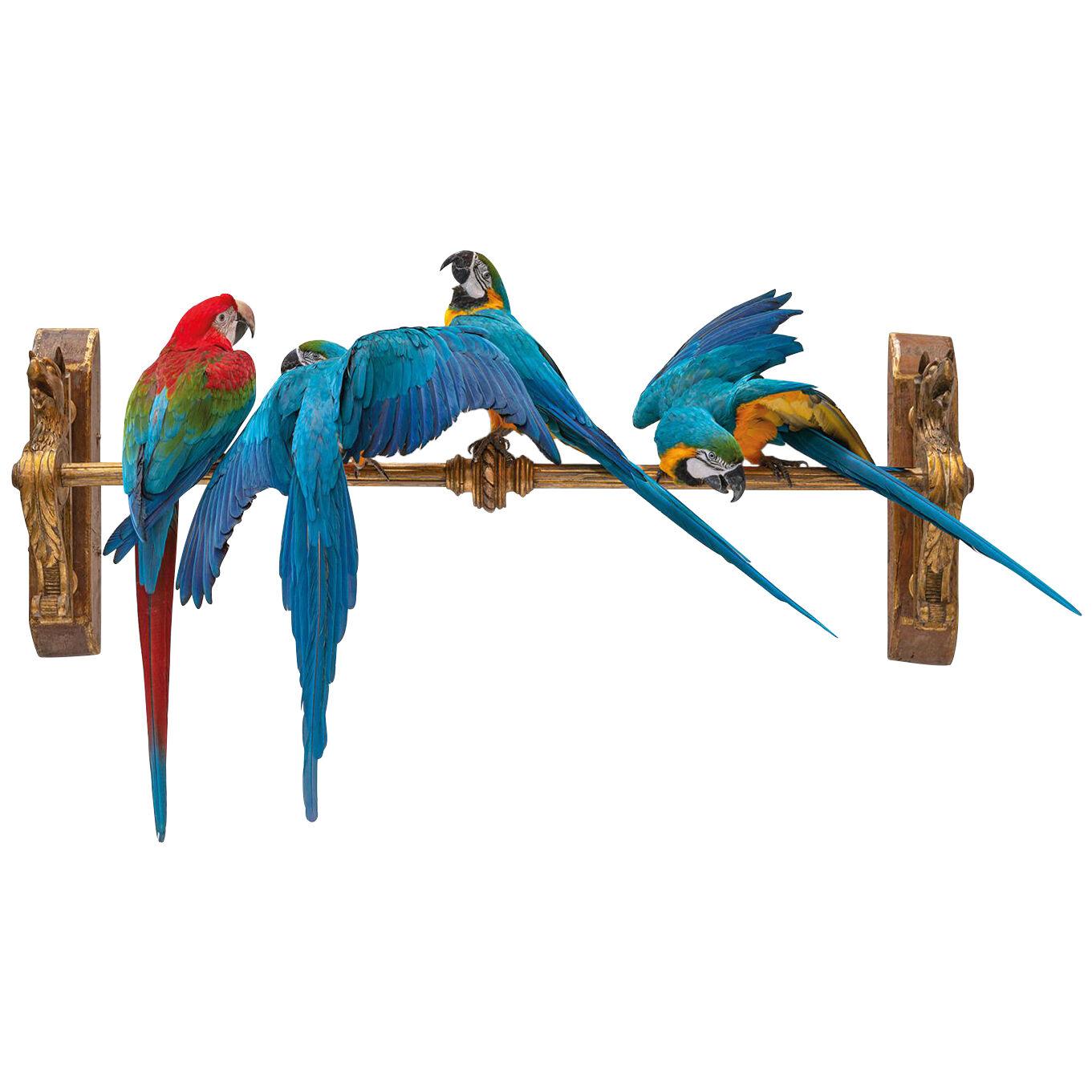 Fine Taxidermy IV Macaws in a Row by Sinke & van Tongeren
