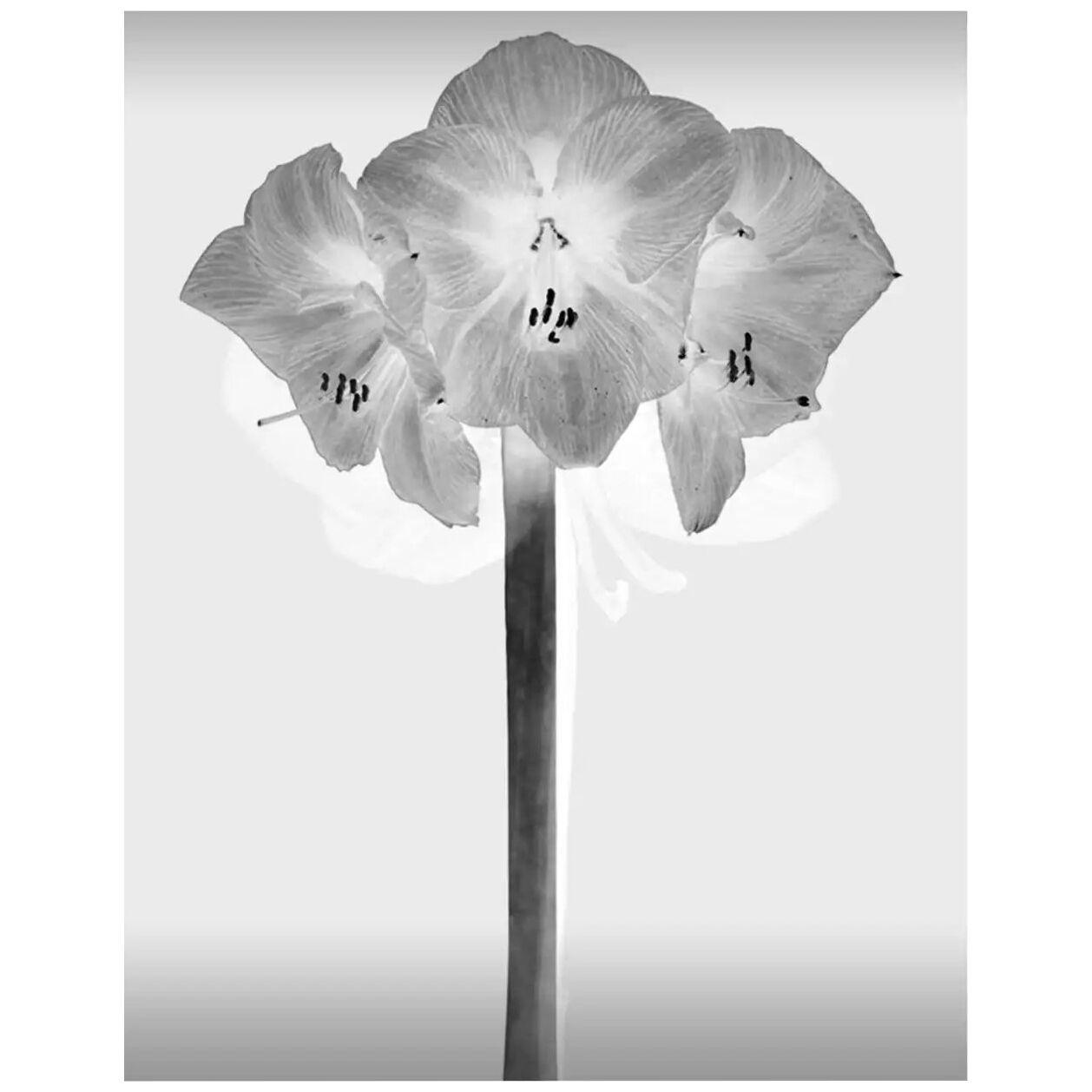Contemporary Black and White Flowers Photography by Mónica Sánchez-Robles