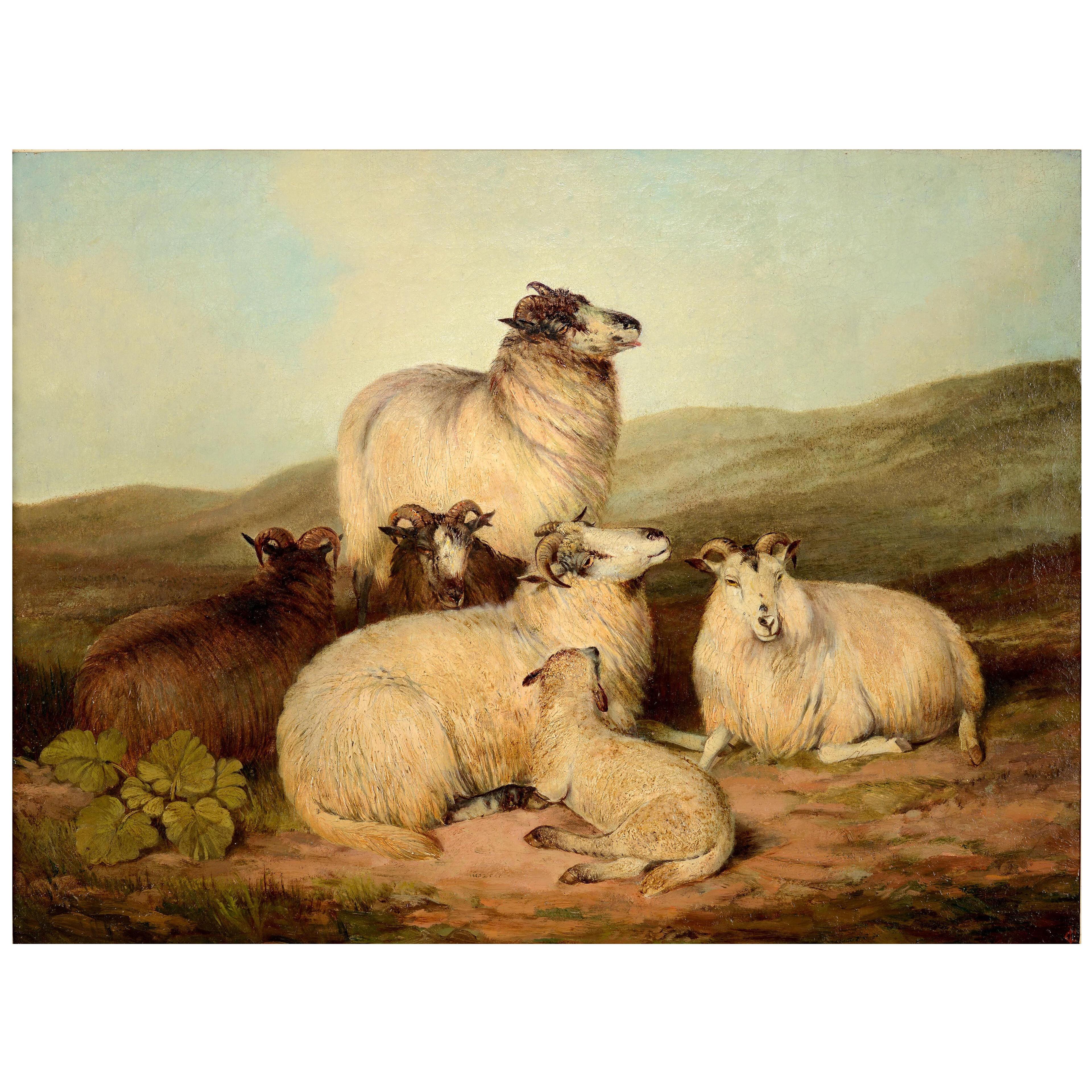 Charles Jones - "Sheep on a Hillside"