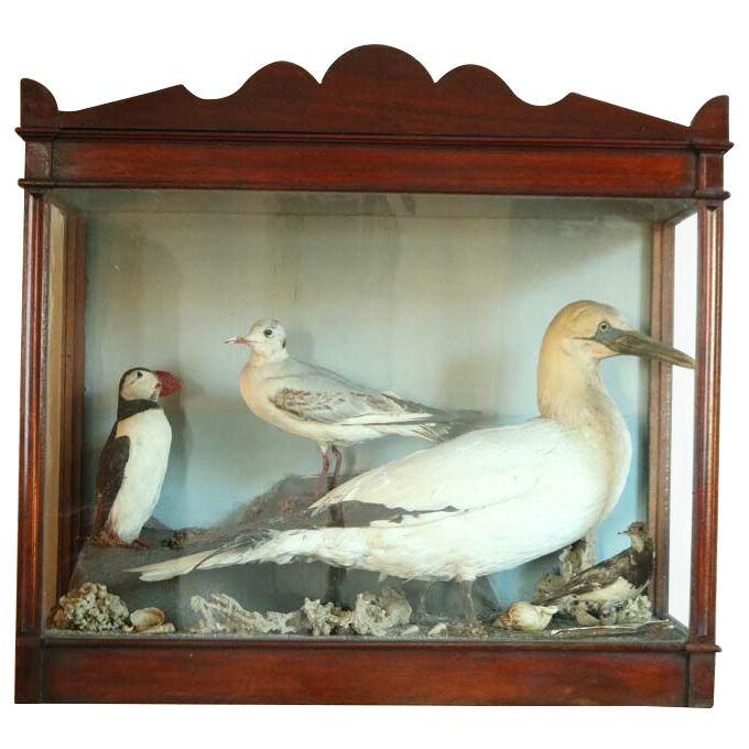 19Th Century Taxidermy Sea Life Diorama.