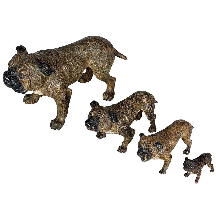 Franz Xaver Bergman Set of Four Cold Painted Bronzes of Bulldogs